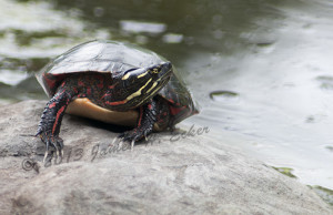 Photo of a turtle